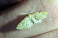 Idaea humiliata