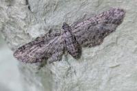 Eupithecia inturbata