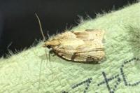 Clepsis spectrana