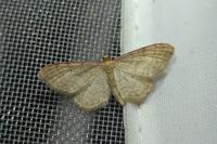 Idaea humiliata
