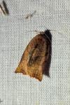Archips rosana
