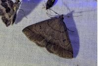 Zanclognatha lunalis