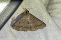 Zanclognatha lunalis