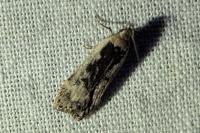 Anacampsis blattariella/populella