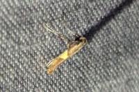 Caloptilia robustella