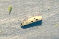 Ethmia dodecea