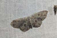 Cyclophora pendularia