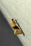 Eupoecilia ambiguella