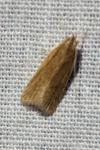 Helcystogramma rufescens