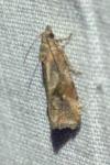 Endothenia ericetana