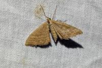 Idaea ochrata