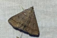 Zanclognatha lunalis