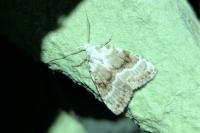 Meganola albula
