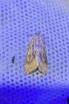 Parapoynx stratiotata