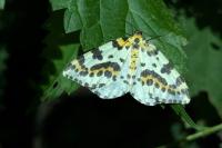 Abraxas grossulariata