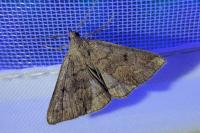 Zanclognatha lunalis