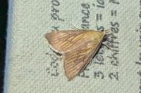 Nascia cilialis