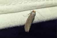 Achroia grisella