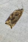 Archips podana
