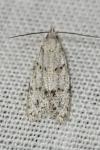 Symmoca signatella