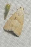 Eublemma parva