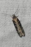 Gelechia sororculella