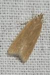 Helcystogramma rufescens