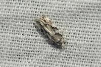 Parachronistis albiceps