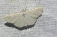 Scopula immutata