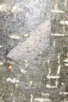 Cyclophora pendularia