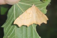 Ennomos quercinaria