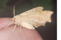 Ennomos quercinaria