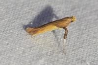 Caloptilia robustella