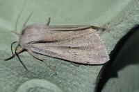 Acronicta albovenosa