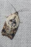 Acleris variegana
