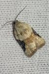 Acleris lacordairana