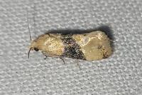 Eupoecilia ambiguella