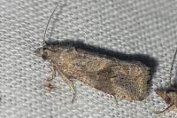 Endothenia ericetana