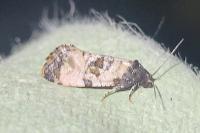 Cochylis atricapitana