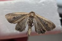 Archanara neurica