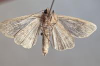 Archanara neurica