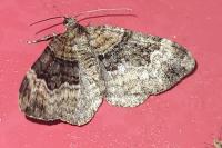 Xanthorhoe spadicearia/ferrugata