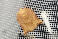 Archips podana