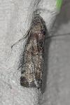 Phycita roborella