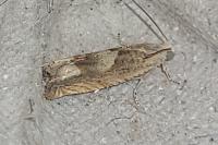 Eucosma conterminana