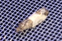 Spilonota ocellana