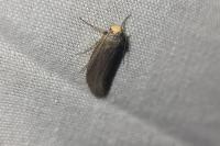 Achroia grisella