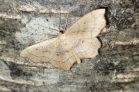 Idaea emarginata