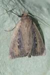 Archanara neurica