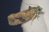 Eudemis porphyrana